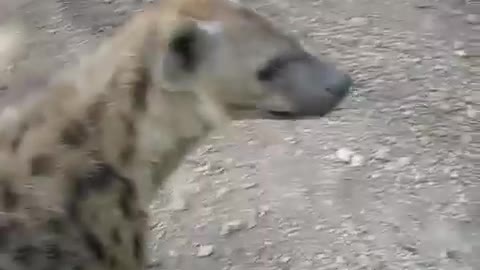 it's just a hyena