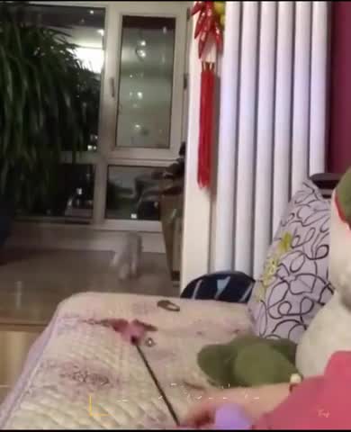 Cute Cats playing moments with Toys | Cute Cats #shorts