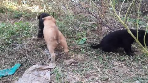 Puppies Playing Compilation