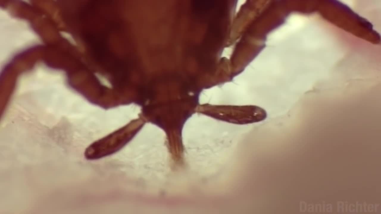 Dangerous Little Ticks
