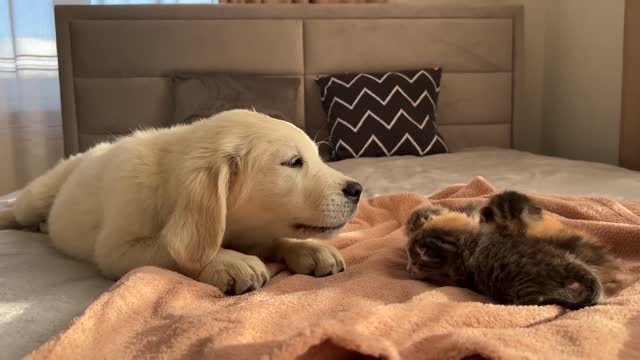 Golden Retriever Puppy Reacts to Baby Kittens