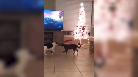 Funniest Animals Video - Best Cats😹 and Dogs🐶 Videos 2021 Compilation!