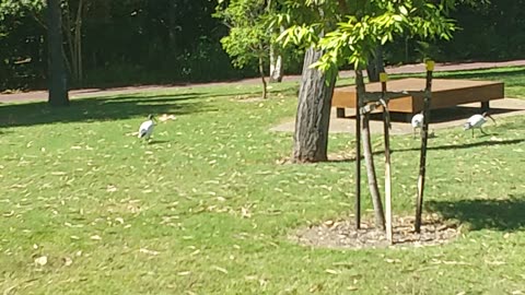 Bin peaker at the park there called bin chickens