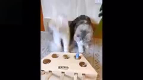 Funnyvideo cat