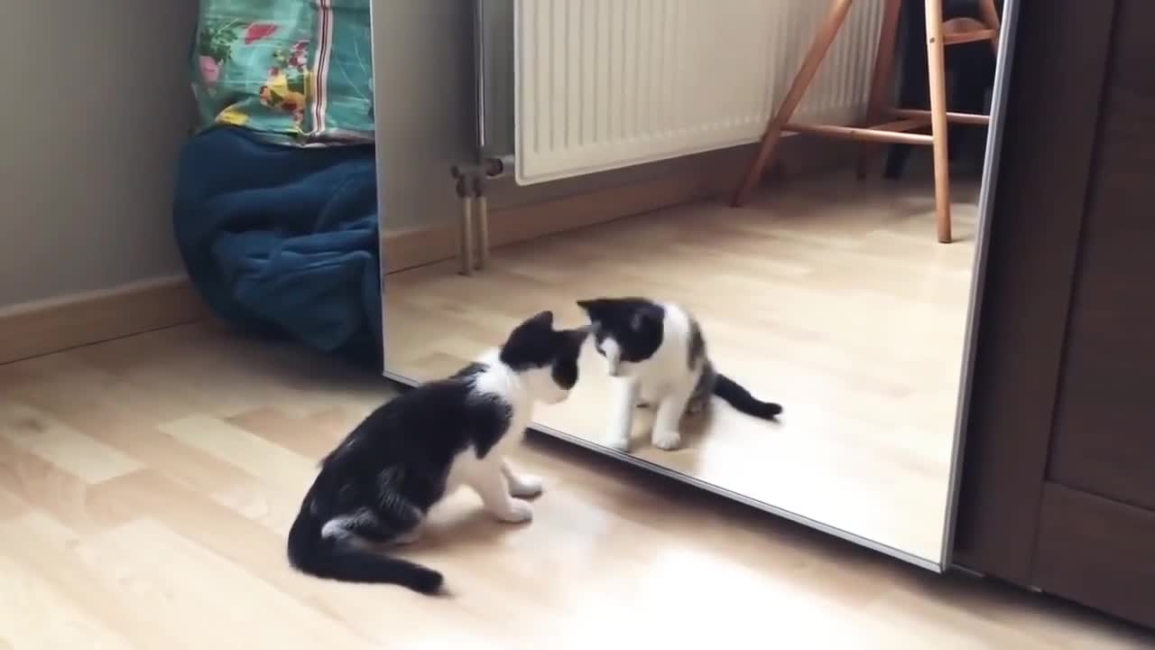 Funny cat and mirror 🤣