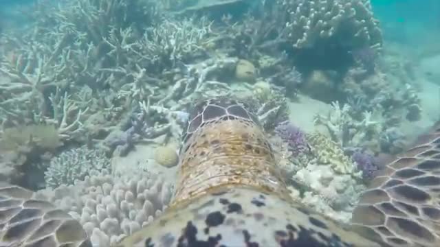 Amazing Turtle's Eye View of the Great Barrier Reef | WWF Australia