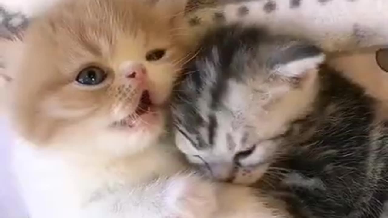 Funny Cats &Kitten video/Dogs and animals funny videos