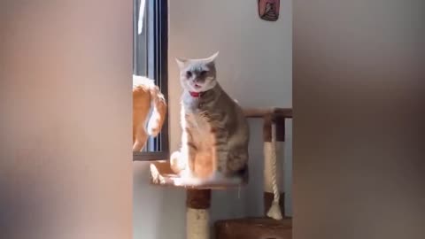 Funny Cat Videos