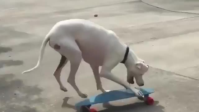 Great Dane Video 17