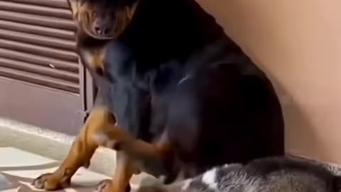 Funny cats dogs and animals vedios
