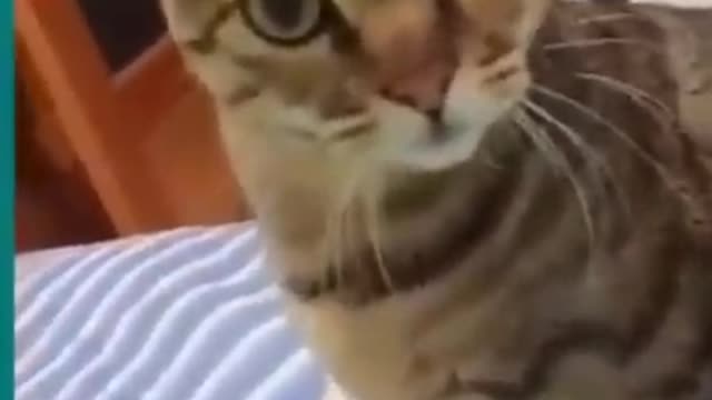 Funny Cats And Dogs Fighting - Funny Animal Videos