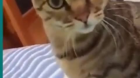 Funny Cats And Dogs Fighting - Funny Animal Videos