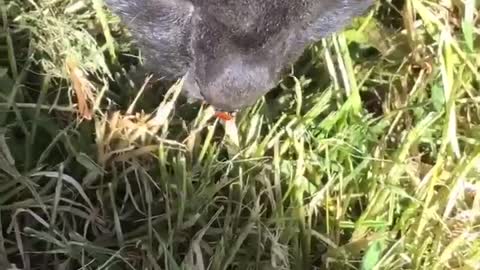Ladybug Climbs onto Cat