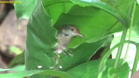 Tailor_Bird_Making_Nest_-_Very_close_view