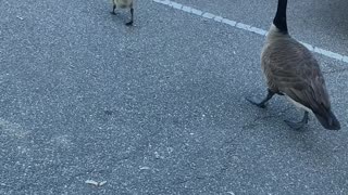 MEET THE GOSLINGS!