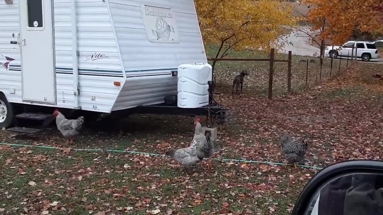 Grandkids' Chickens & Ducks in Northern Indiana