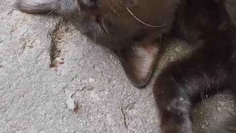 Sly kitten