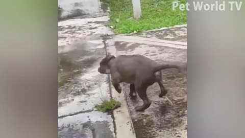 Funny Pets
