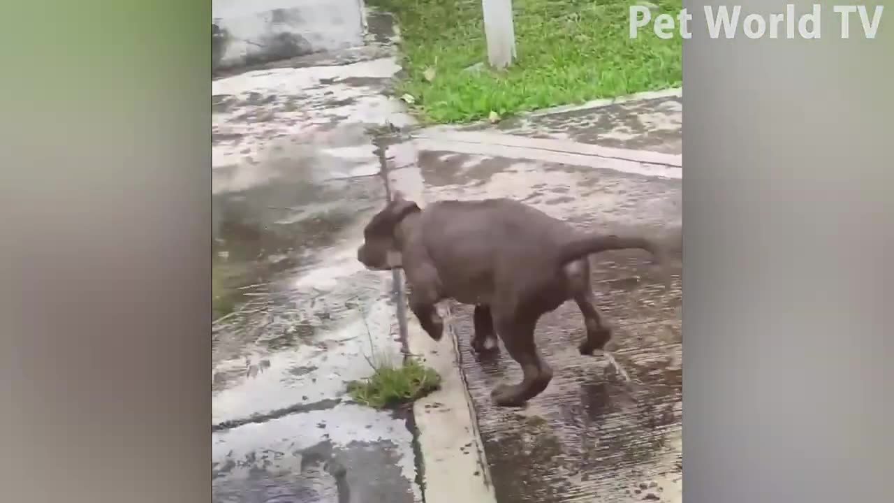 Funny Pets