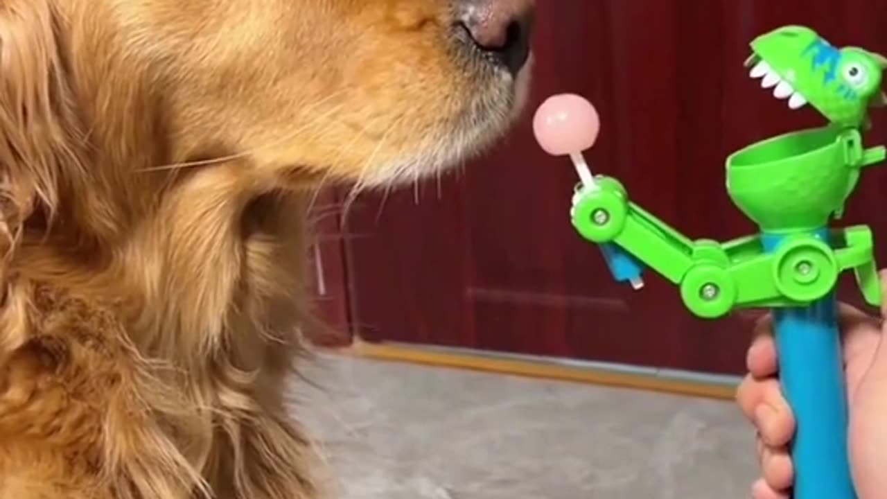 Funny animal video 🤣🤣 support me guyz follow me