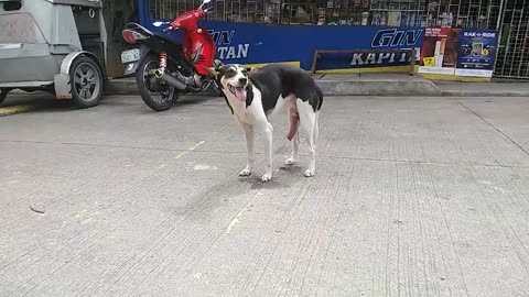 Dog meeting filling