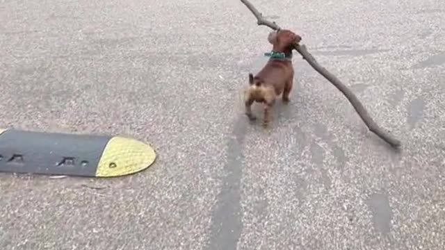 The dogs were speeding and carrying the wood home