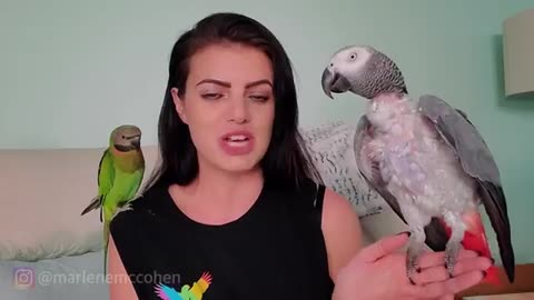 WAYS TO TEACH YOUR PARROT TO TALK!|| Parrots Talks|