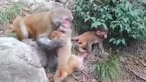 what's the problem with this monkey