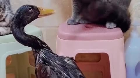 cats give duck a slapping of a life time.