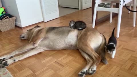 Little Kitten Climbs Up Her Dog Brother To Sit While He Lays On The Floor