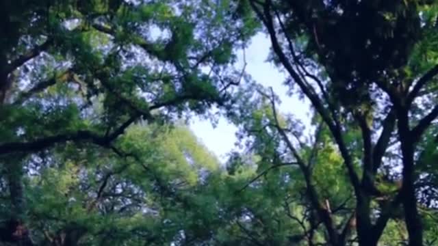 listen to the sound of nature, wish you a good dream good night