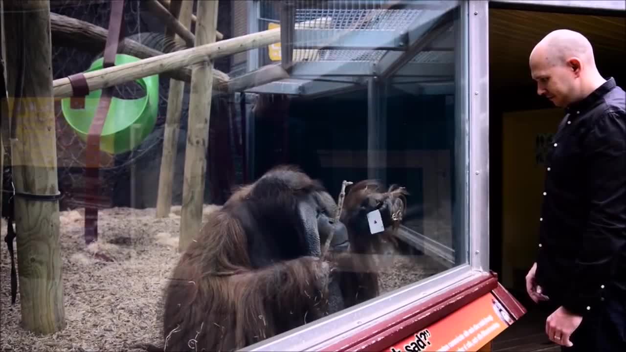 Monkeys react to magic