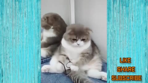 funny cat video -try to not laugh