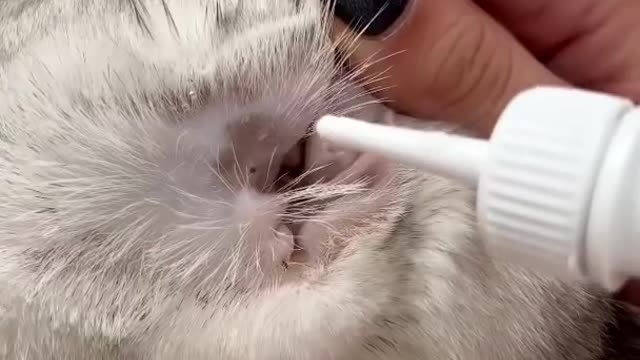 How to clean a cat's ears