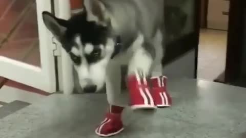 dog in shoes