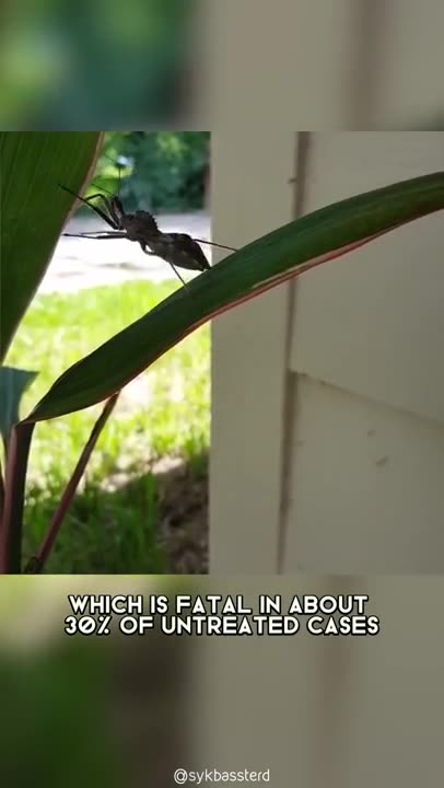Kissing Bug 🪳 One Of The Most Dangerous Insects In The World #shorts #kissingbug #insect