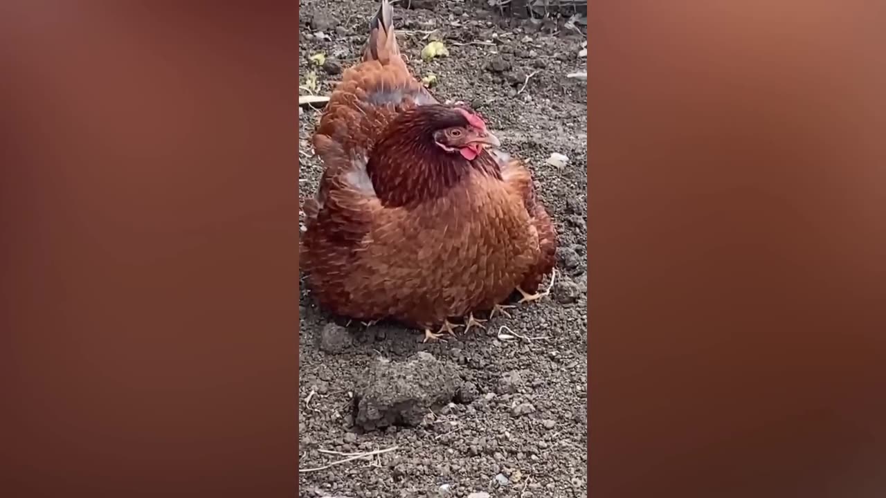 Animal Funny Video