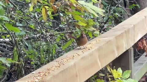 Female Cardinal James Gardens Toronto