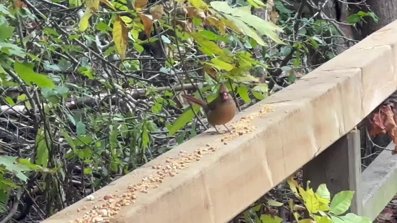 Female Cardinal James Gardens Toronto