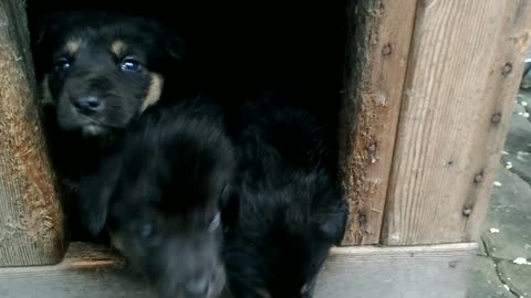 Puppies are eager to walk