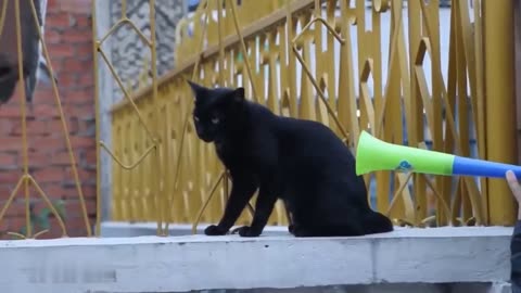 Funny cat videos can't stop laughing...