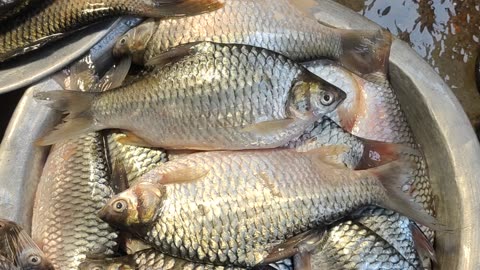 Hilsa Sorputi Shing Mach Video In Fish Market Dhaka Bangladesh