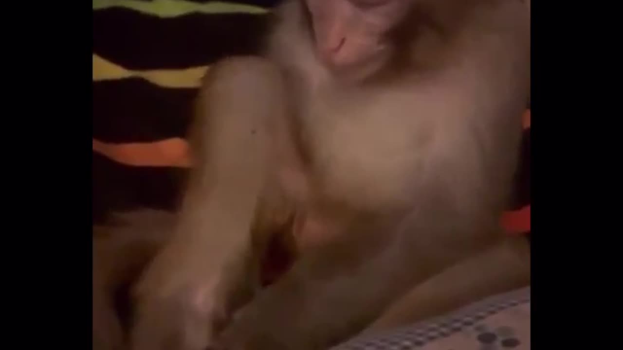 Funny monkey 🐵🐵🐵🐵