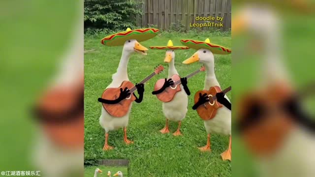 Poultry Concert