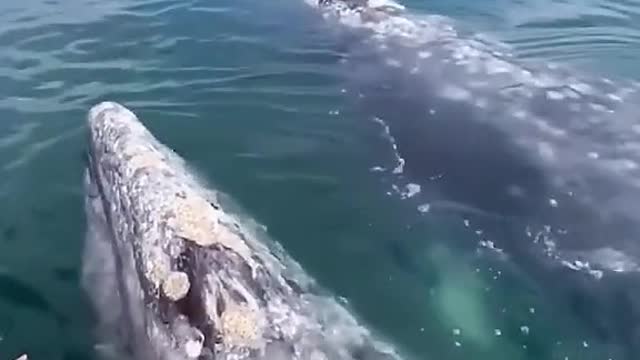 Whales of a feather flock together