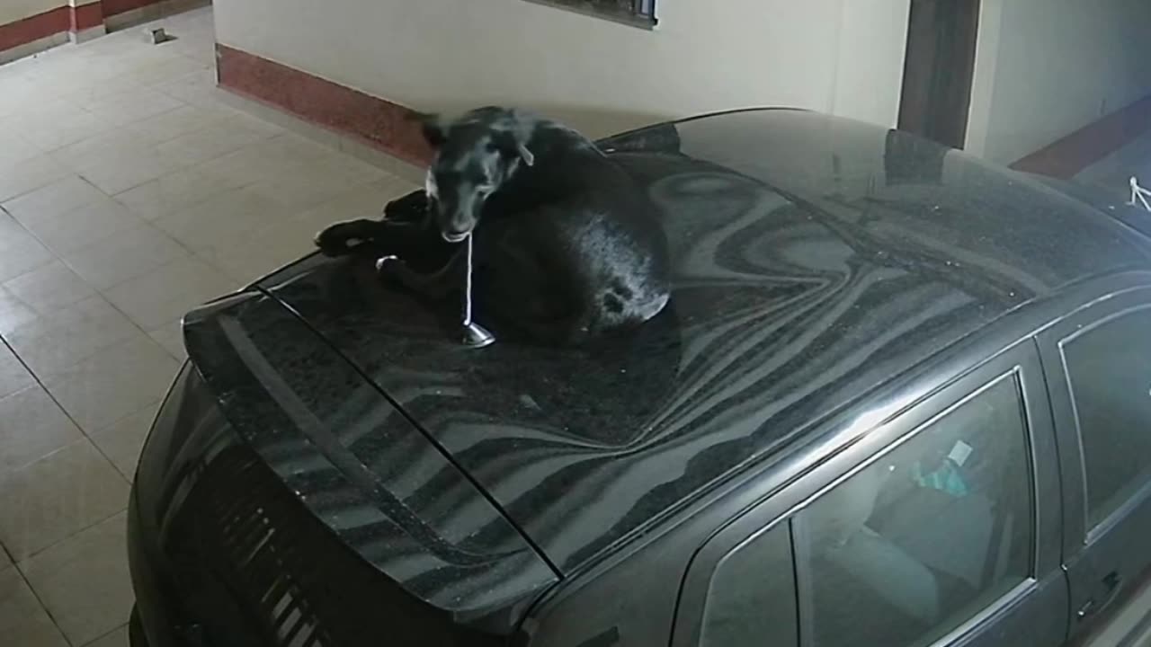 Lola The Dog Rules The Car