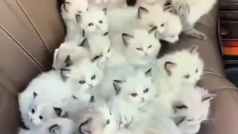 Cat funny cute video #cutekittens