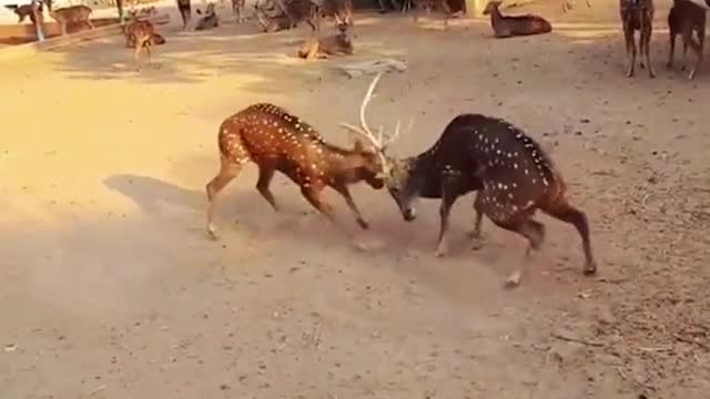 😮😮deers