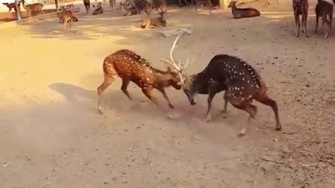 😮😮deers