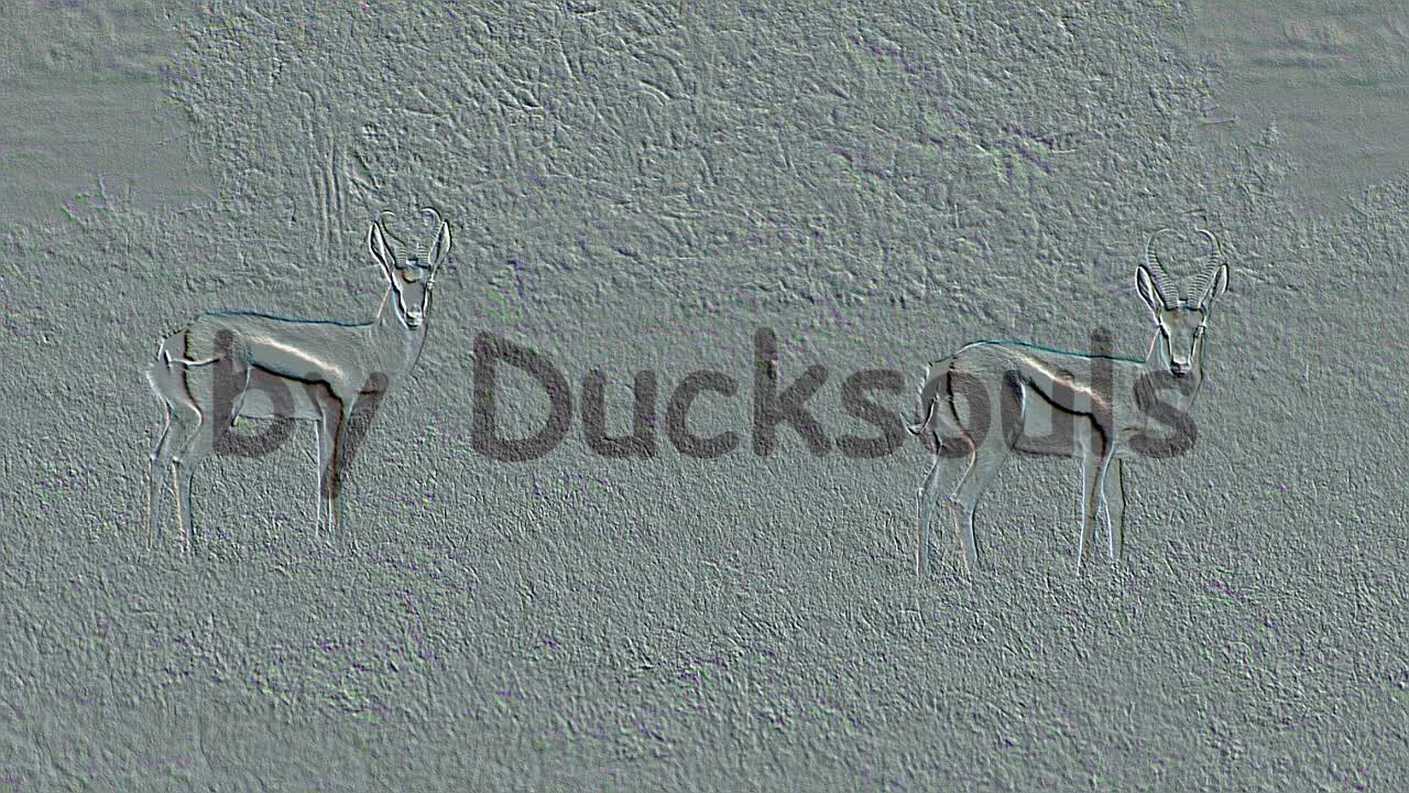 Duck 91